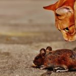 Mehr über den Artikel erfahren Die Suche der Maus nach der Katze