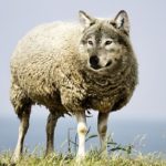 Mehr über den Artikel erfahren Ein Immunsystem gegen Wölfe im Schafspelz